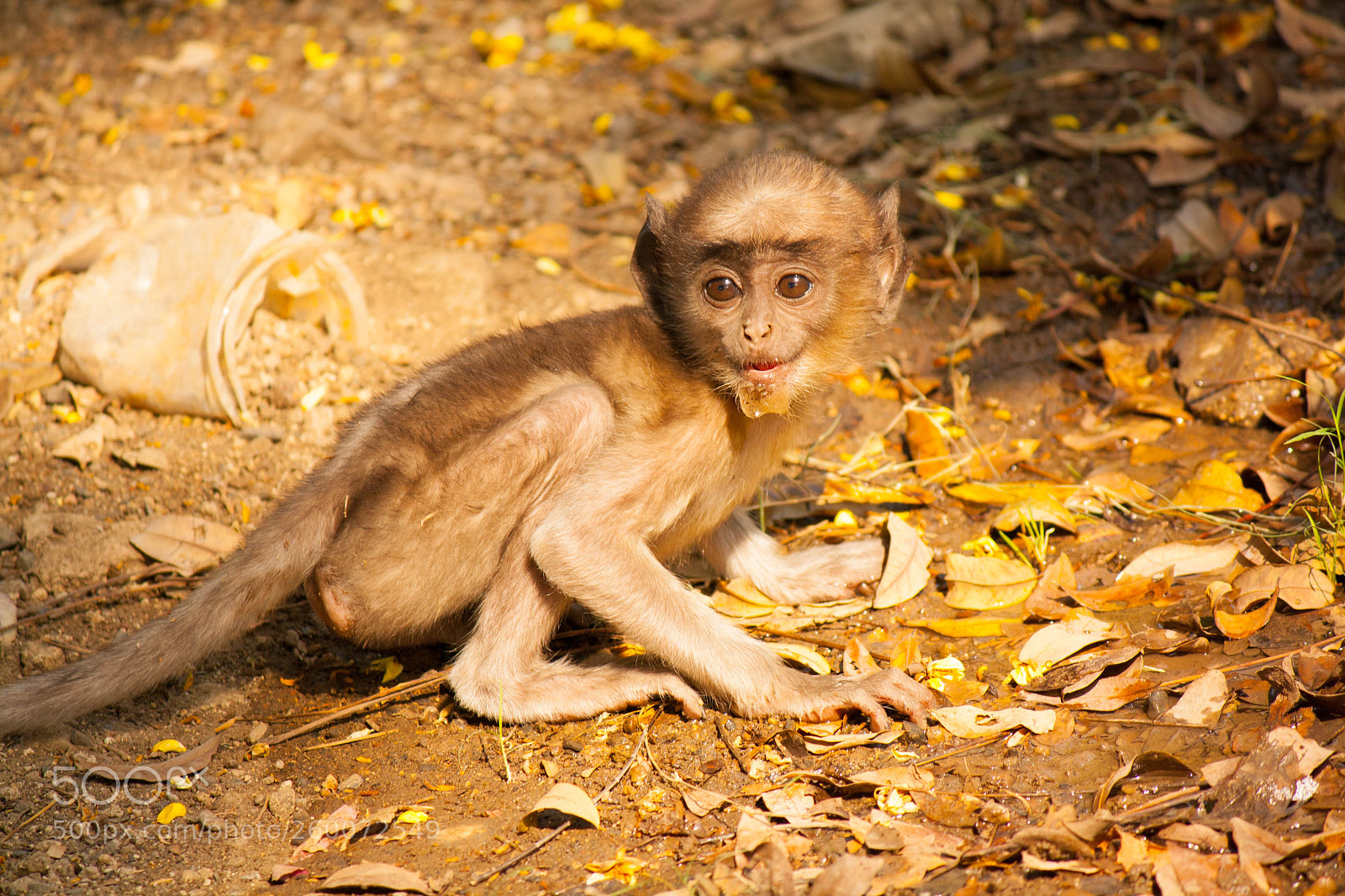 Canon EOS 1000D (EOS Digital Rebel XS / EOS Kiss F) sample photo. Cute monkey photography
