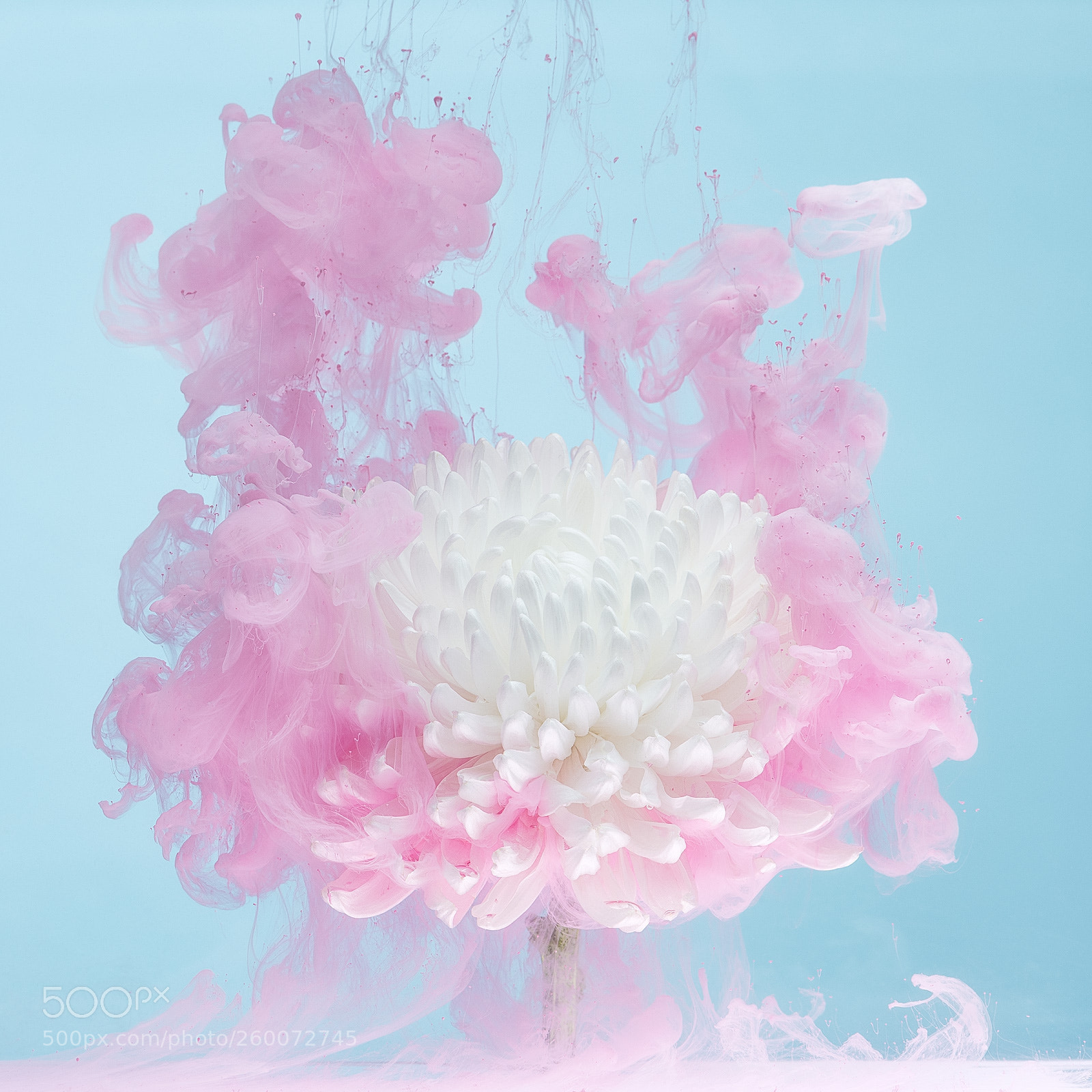 Nikon D850 sample photo. White chrysanthemum i photography