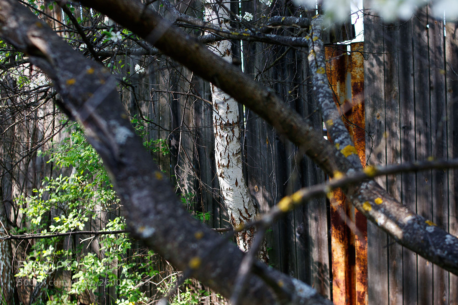 Canon EOS 200D (EOS Rebel SL2 / EOS Kiss X9) sample photo. Trees by the fence photography