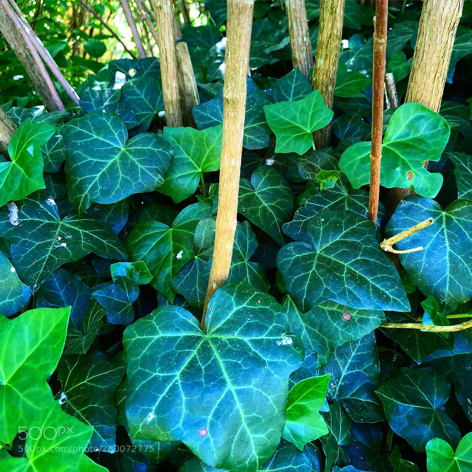 Apple iPhone 8 Plus sample photo. Mix of green leafs photography