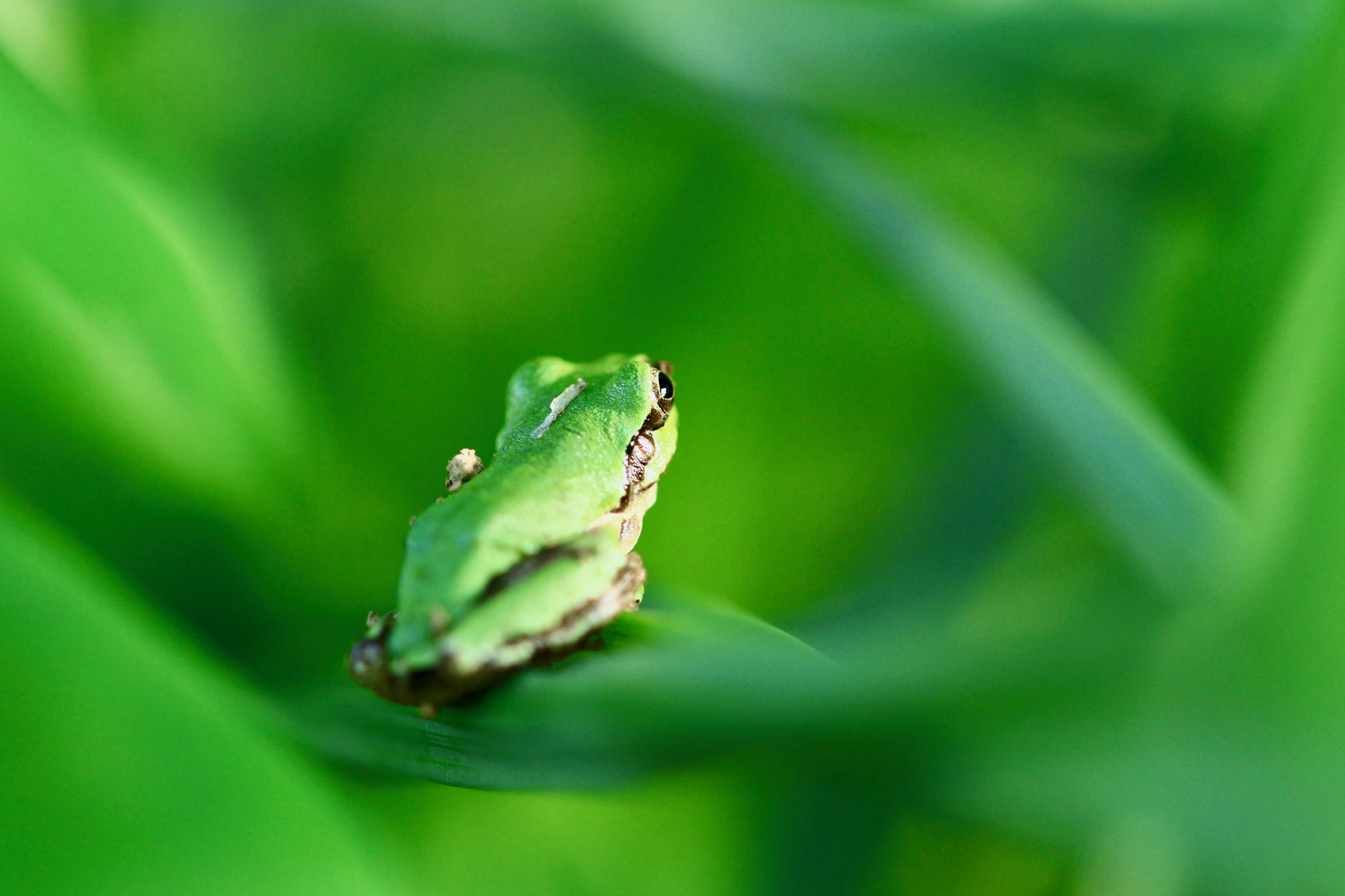 Canon EOS 700D (EOS Rebel T5i / EOS Kiss X7i) sample photo. A peaceful place... photography