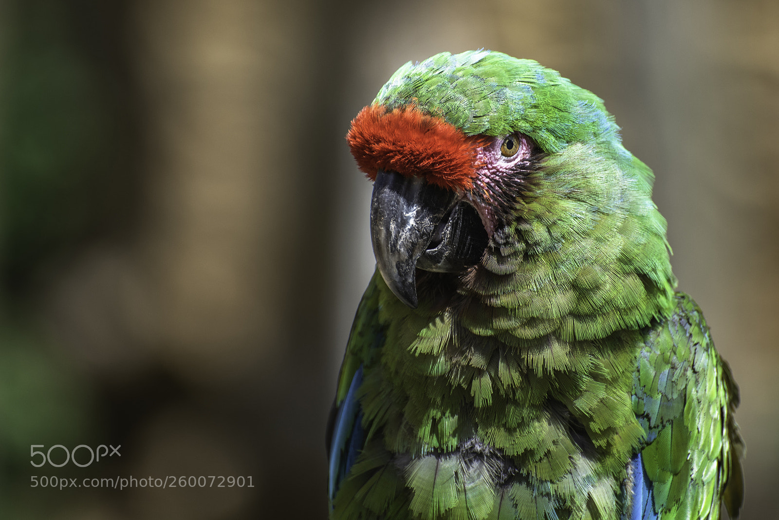 Nikon D750 sample photo. Ara militaire de bolivie photography