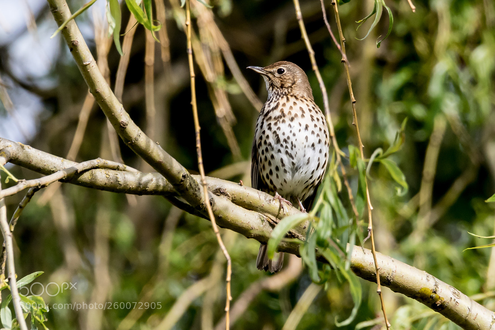 Canon EOS 7D Mark II sample photo. Song thrush photography