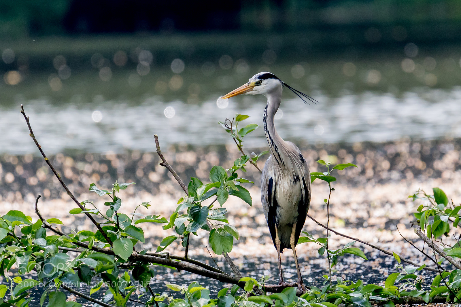 Canon EOS 7D Mark II sample photo. Heron photography
