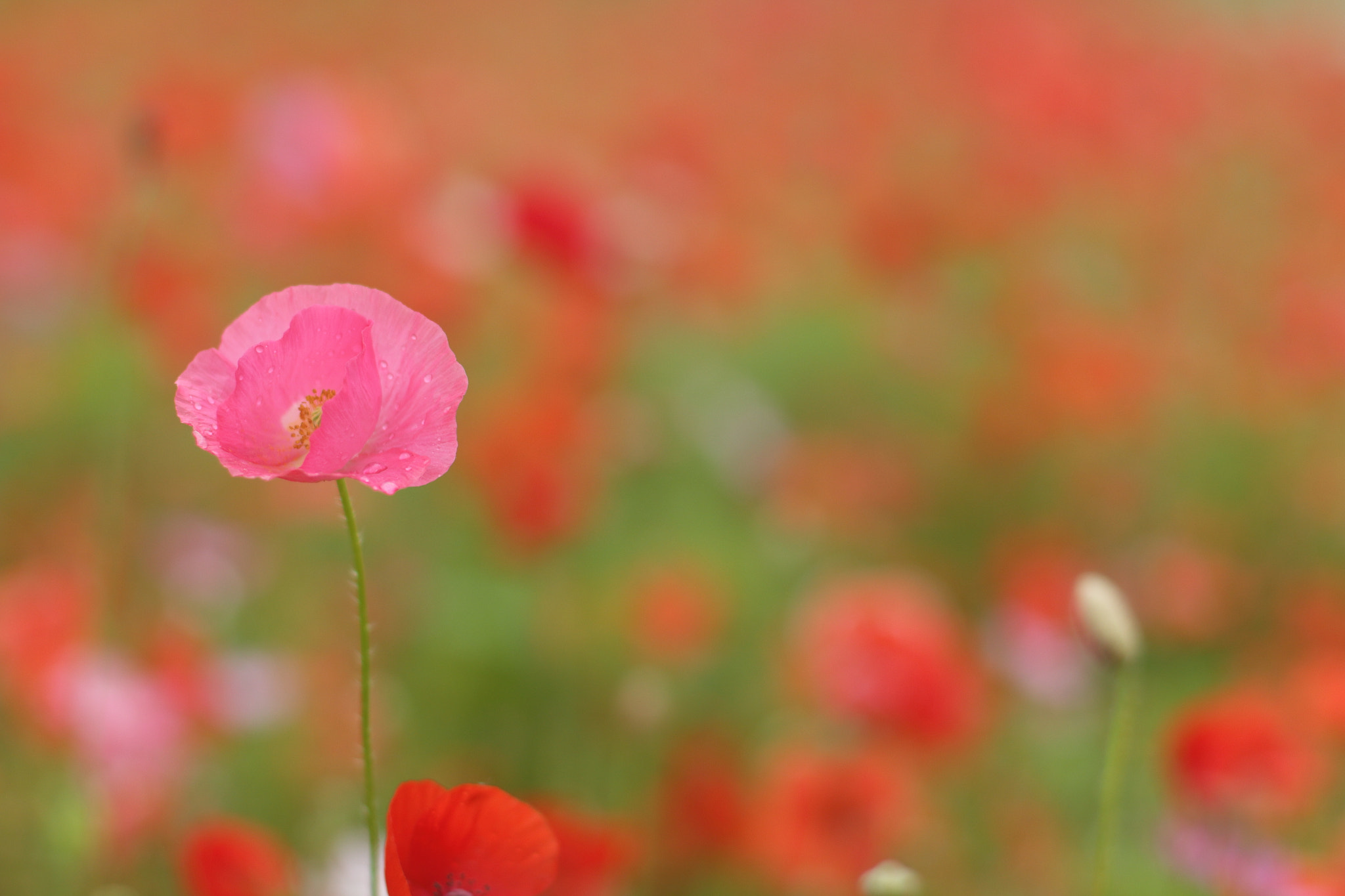 Canon EOS 700D (EOS Rebel T5i / EOS Kiss X7i) + Canon EF 50mm F1.4 USM sample photo. Poppies photography