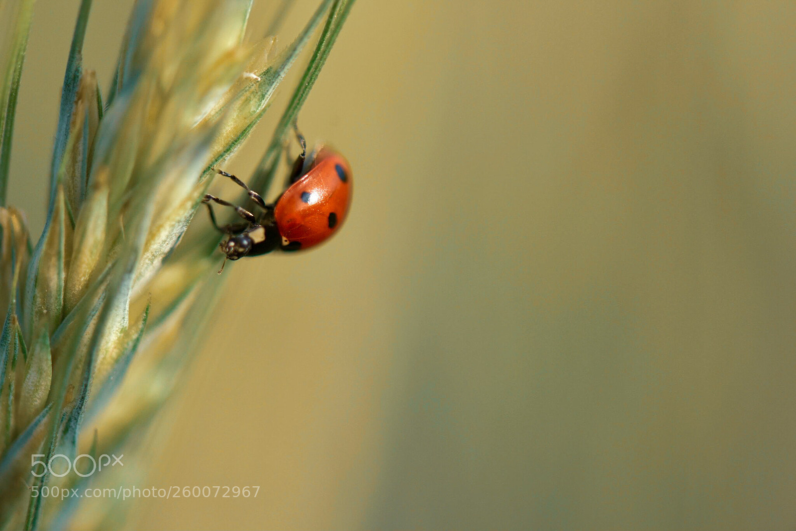 Nikon D810 sample photo. Untitled photography