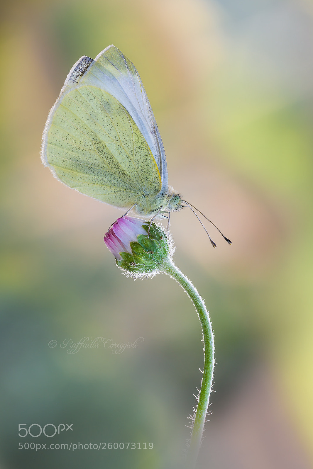 Nikon D7200 sample photo. Pieris rapae photography