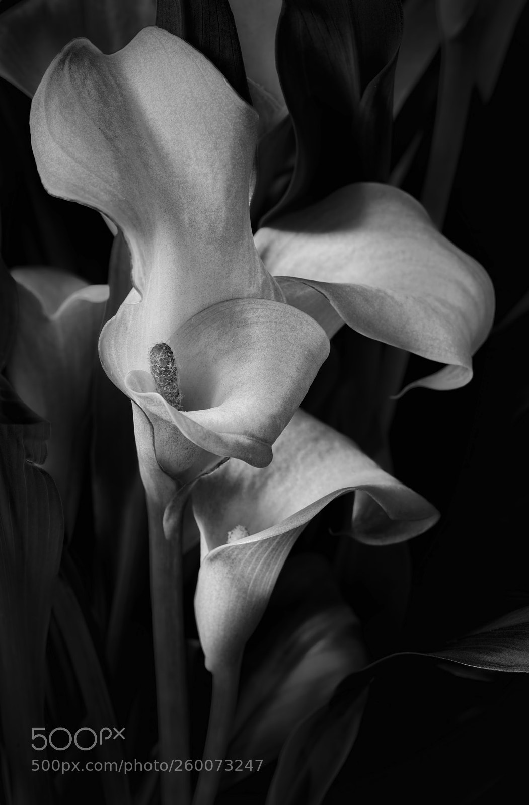 Canon EOS 5D Mark IV sample photo. Calla lilies photography