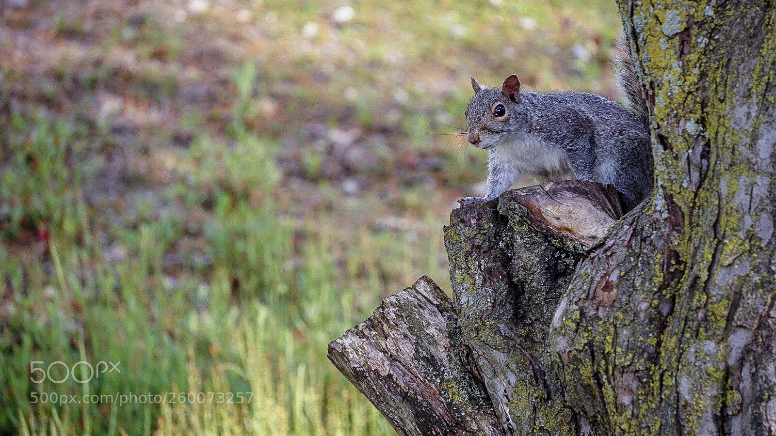 Sony a6000 sample photo. Squirrel photography