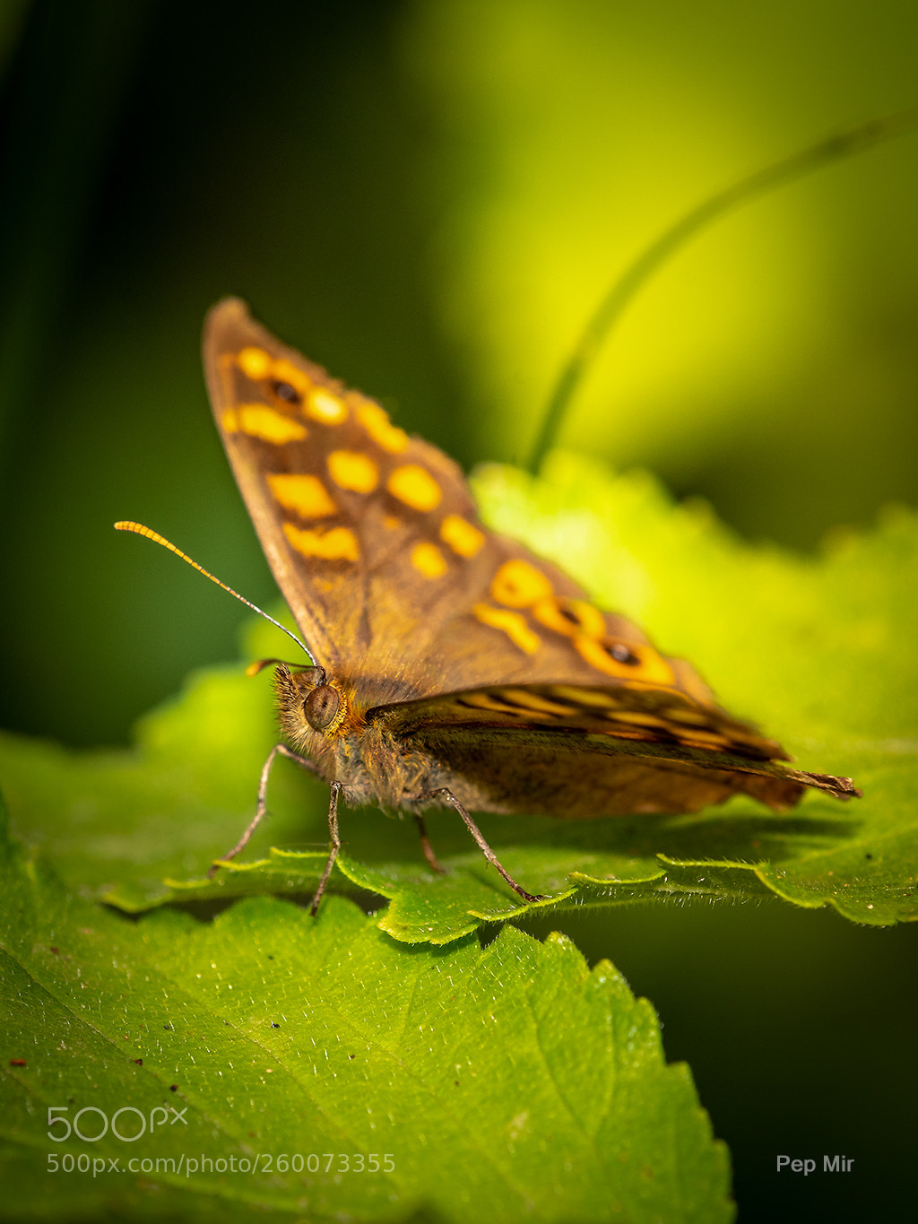 Sony a99 II sample photo. Mariposa photography