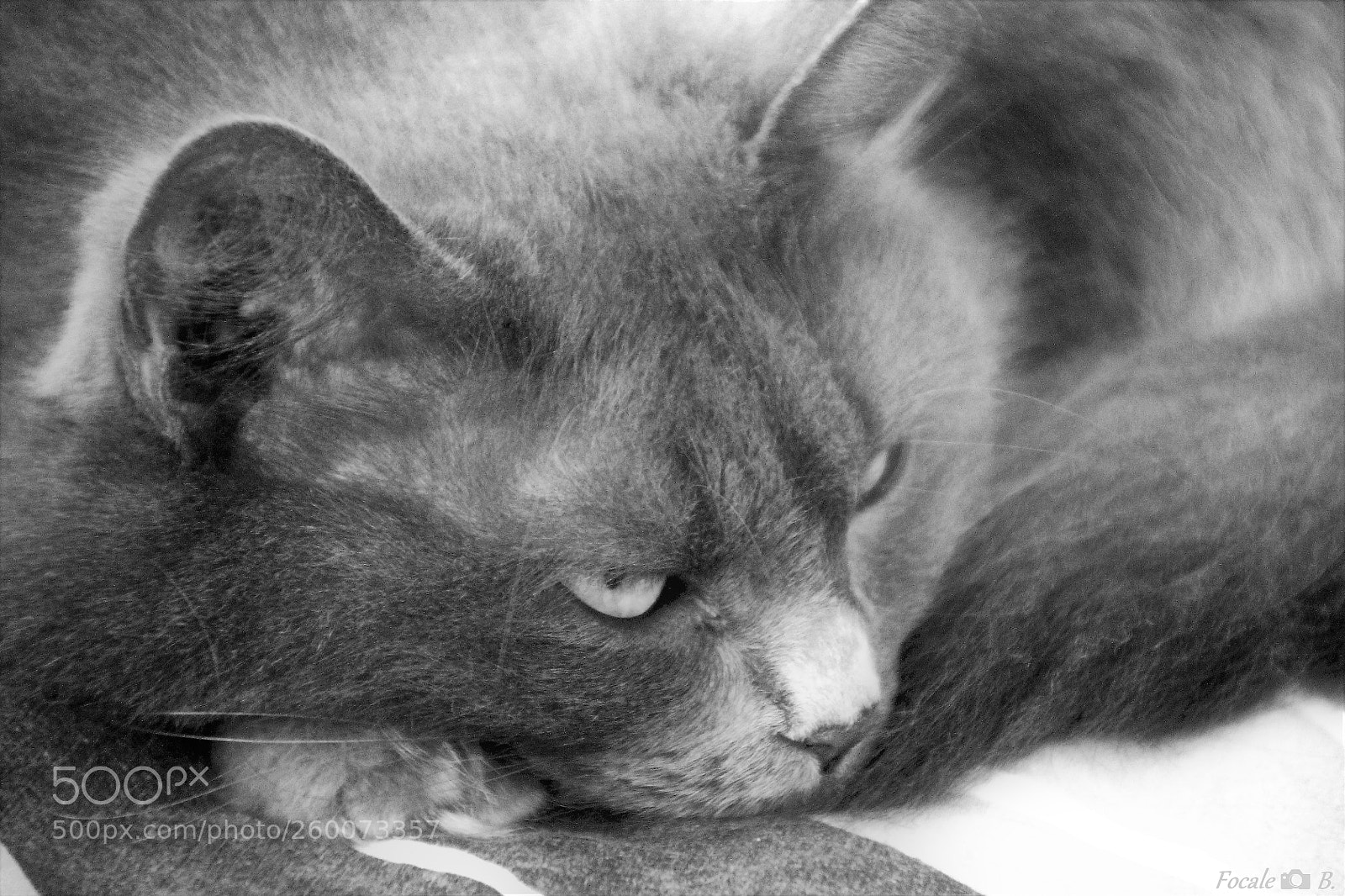 Canon EOS 1100D (EOS Rebel T3 / EOS Kiss X50) sample photo. Bad mood photography