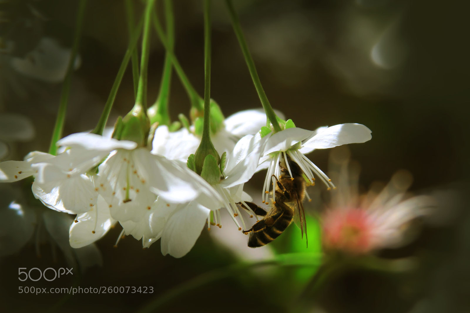 Canon EOS 600D (Rebel EOS T3i / EOS Kiss X5) sample photo. Nectar photography