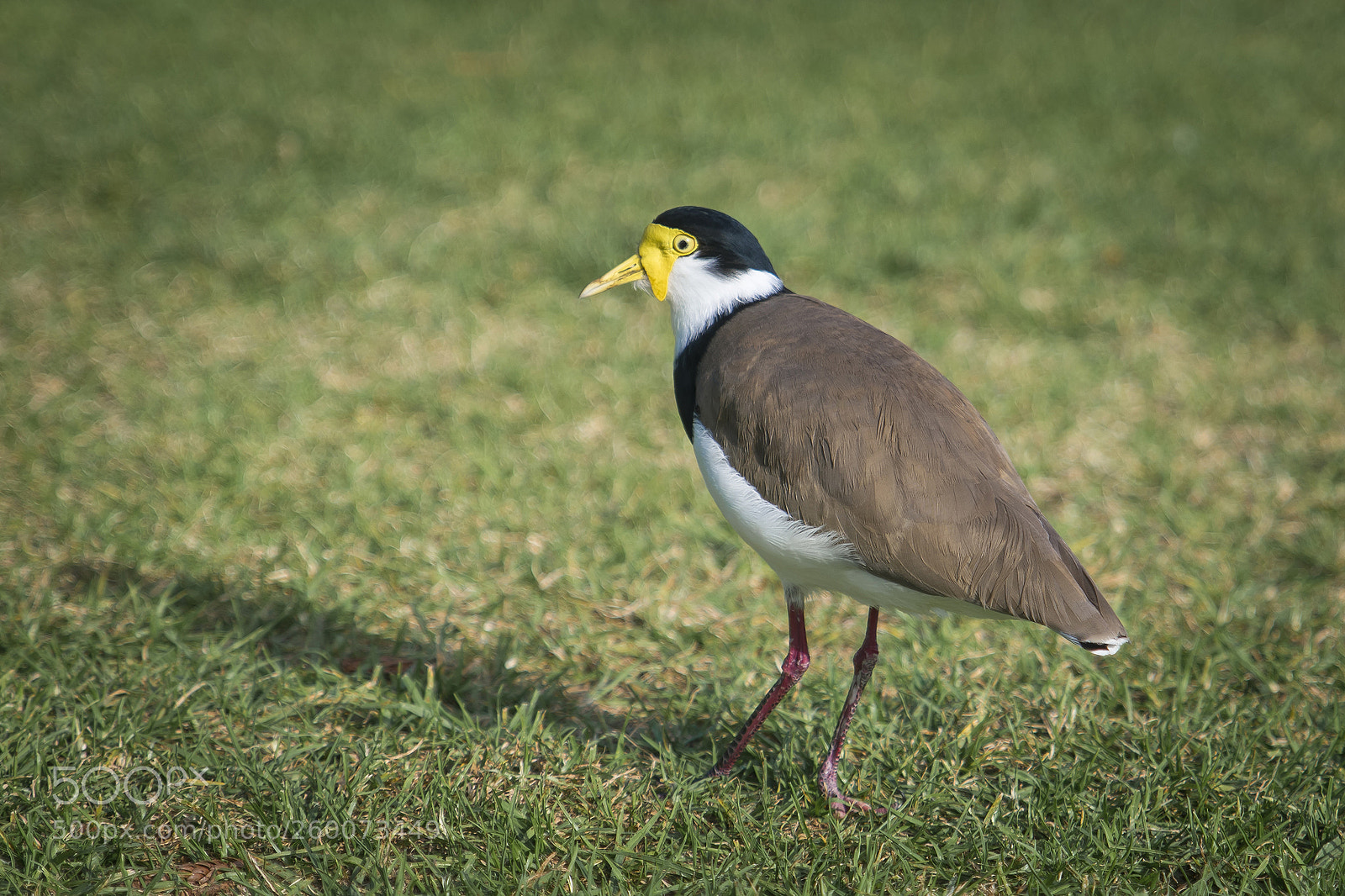 Nikon D850 sample photo. Australia masked lapwing photography