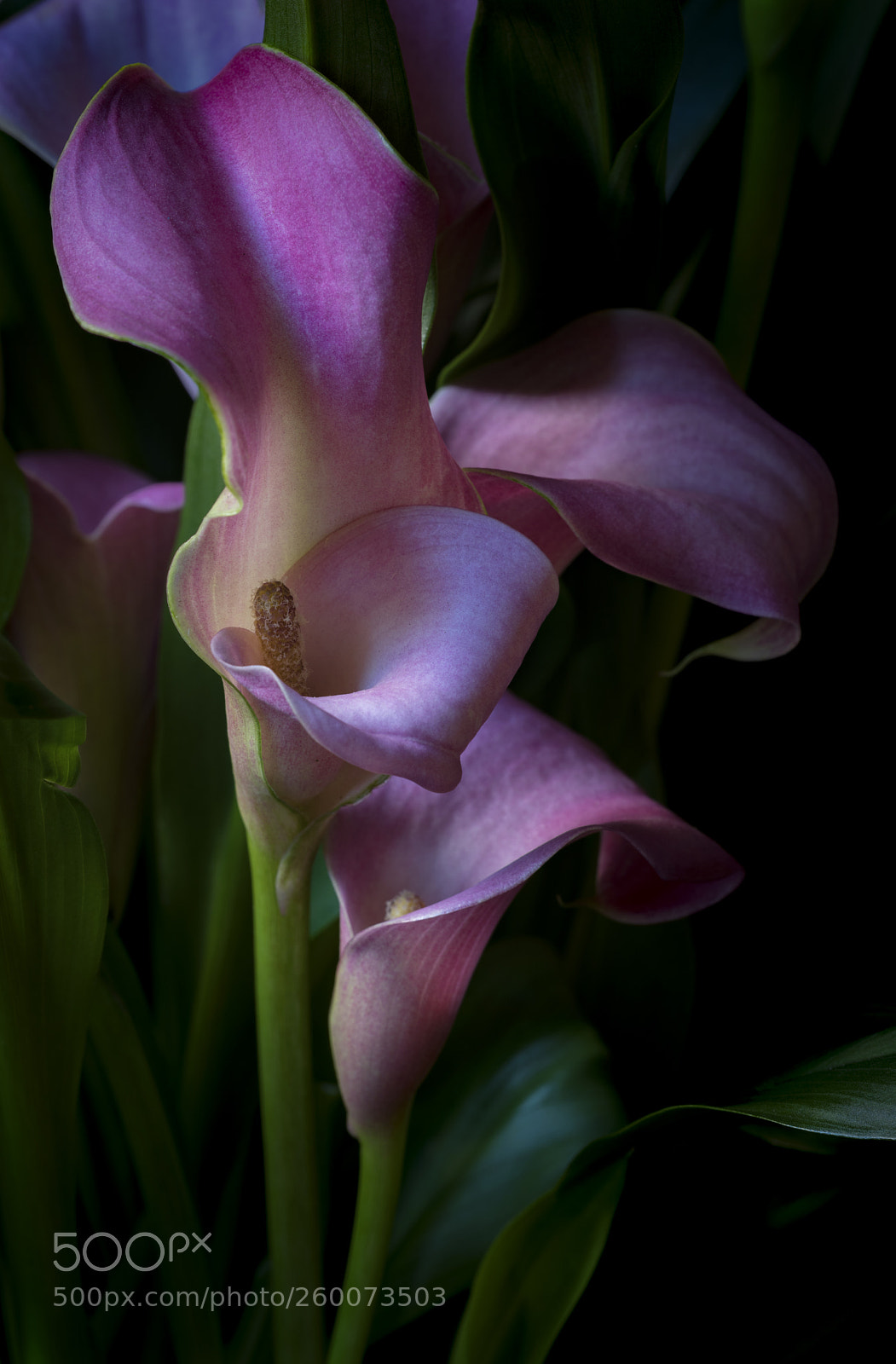 Canon EOS 5D Mark IV sample photo. Calla lilies in color photography