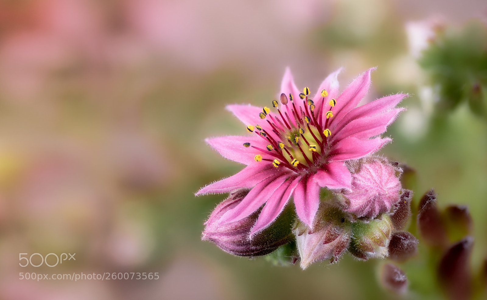 Canon EOS 6D sample photo. Fleur de jourbarbe photography