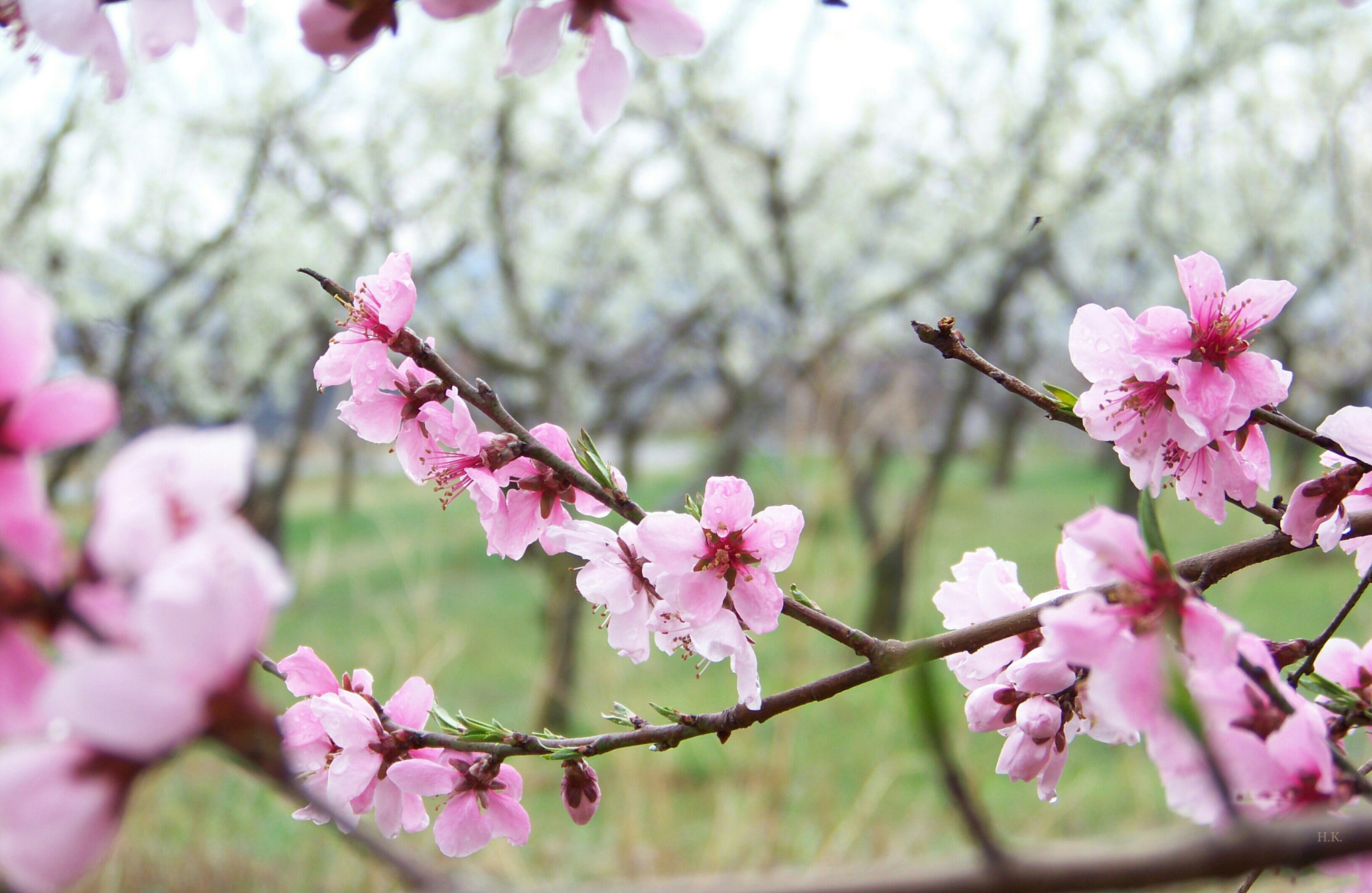Kodak Z812 IS ZOOM DIGITAL CAMERA sample photo. Spring photography