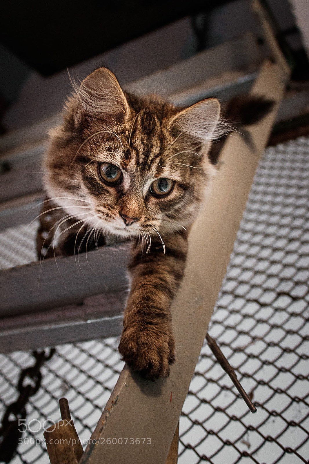 Canon EOS 200D (EOS Rebel SL2 / EOS Kiss X9) sample photo. Kitty on the hunt photography