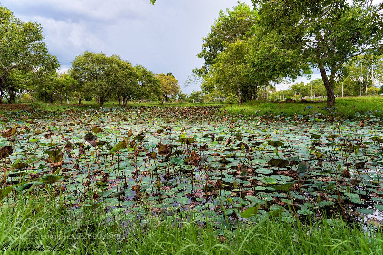 Nikon D810 sample photo. Pond photography