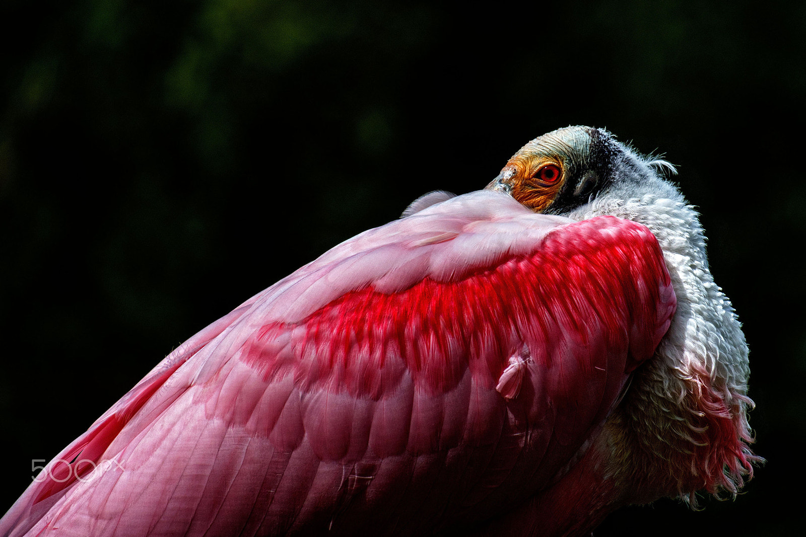 Fujifilm X-A1 sample photo. Coquette photography