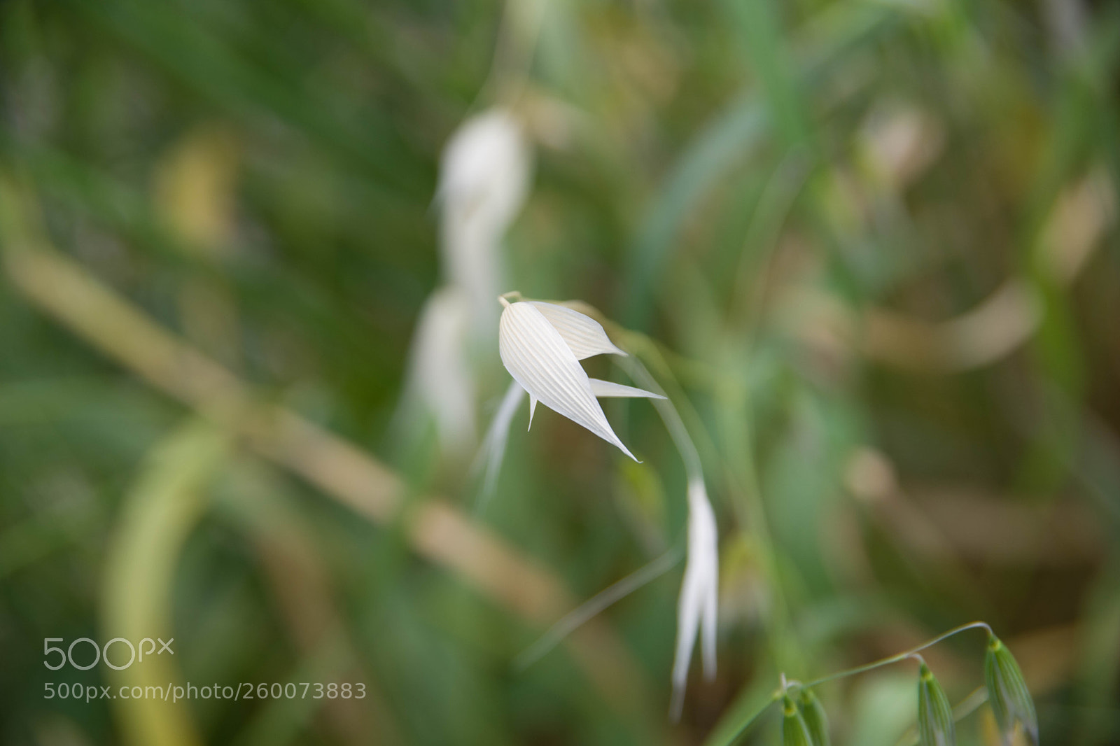 Pentax K-70 sample photo. Hana - minh photography