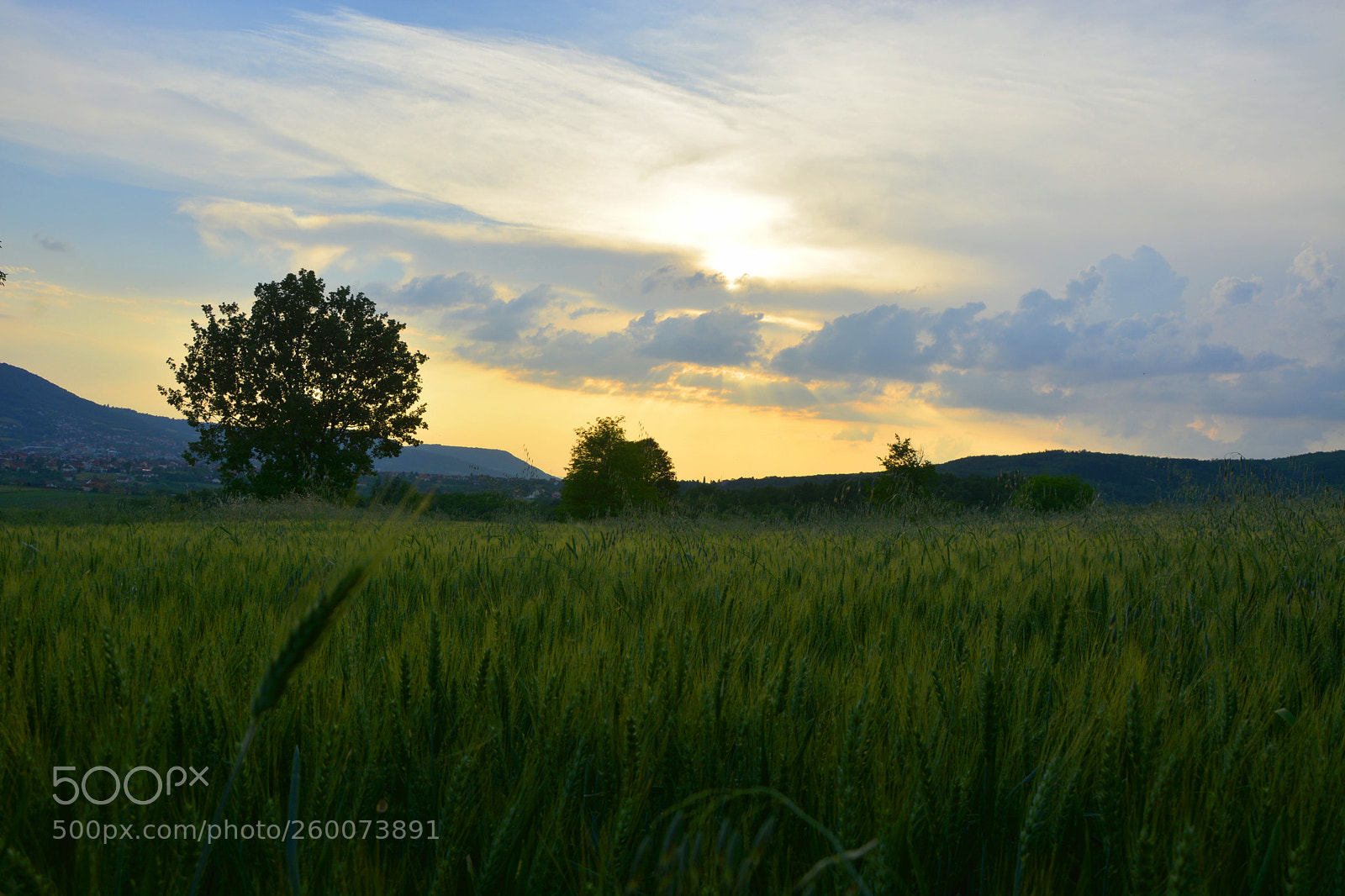 Nikon D7100 sample photo. Sr photography