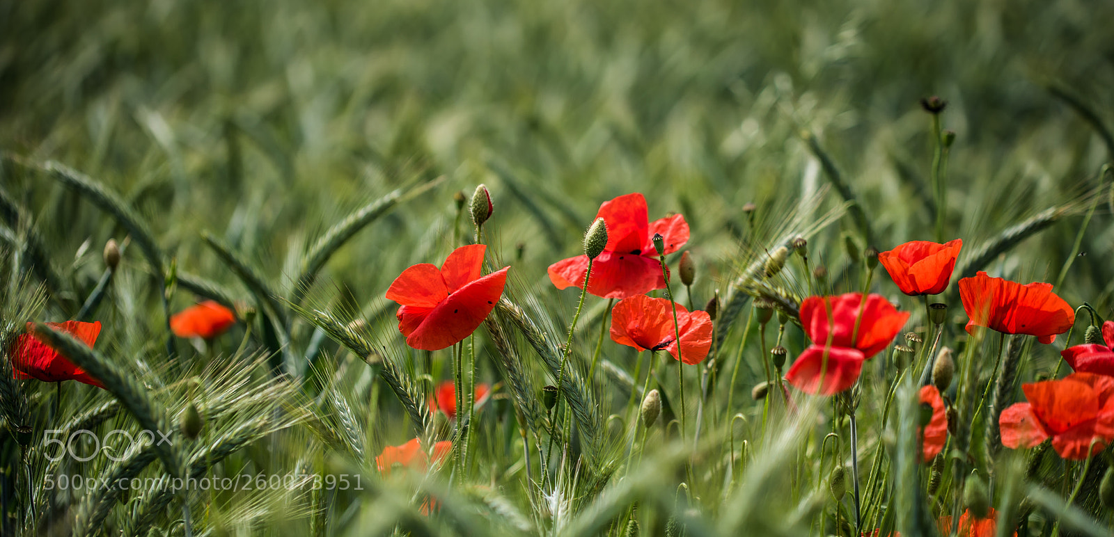 Nikon D750 sample photo. Line of poppies... photography