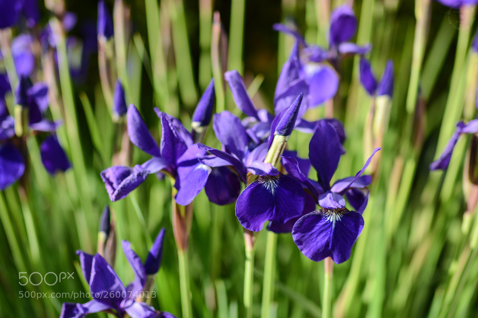 Nikon D7100 sample photo. Iris sibirica 'caesar's brother' photography