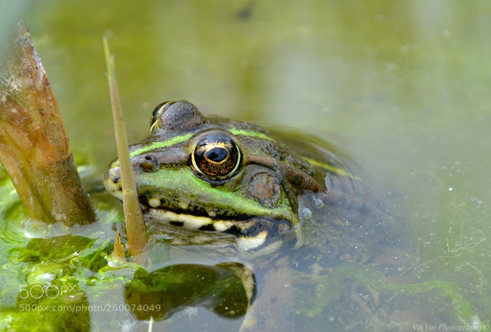 Nikon D3100 sample photo. Queen frog photography