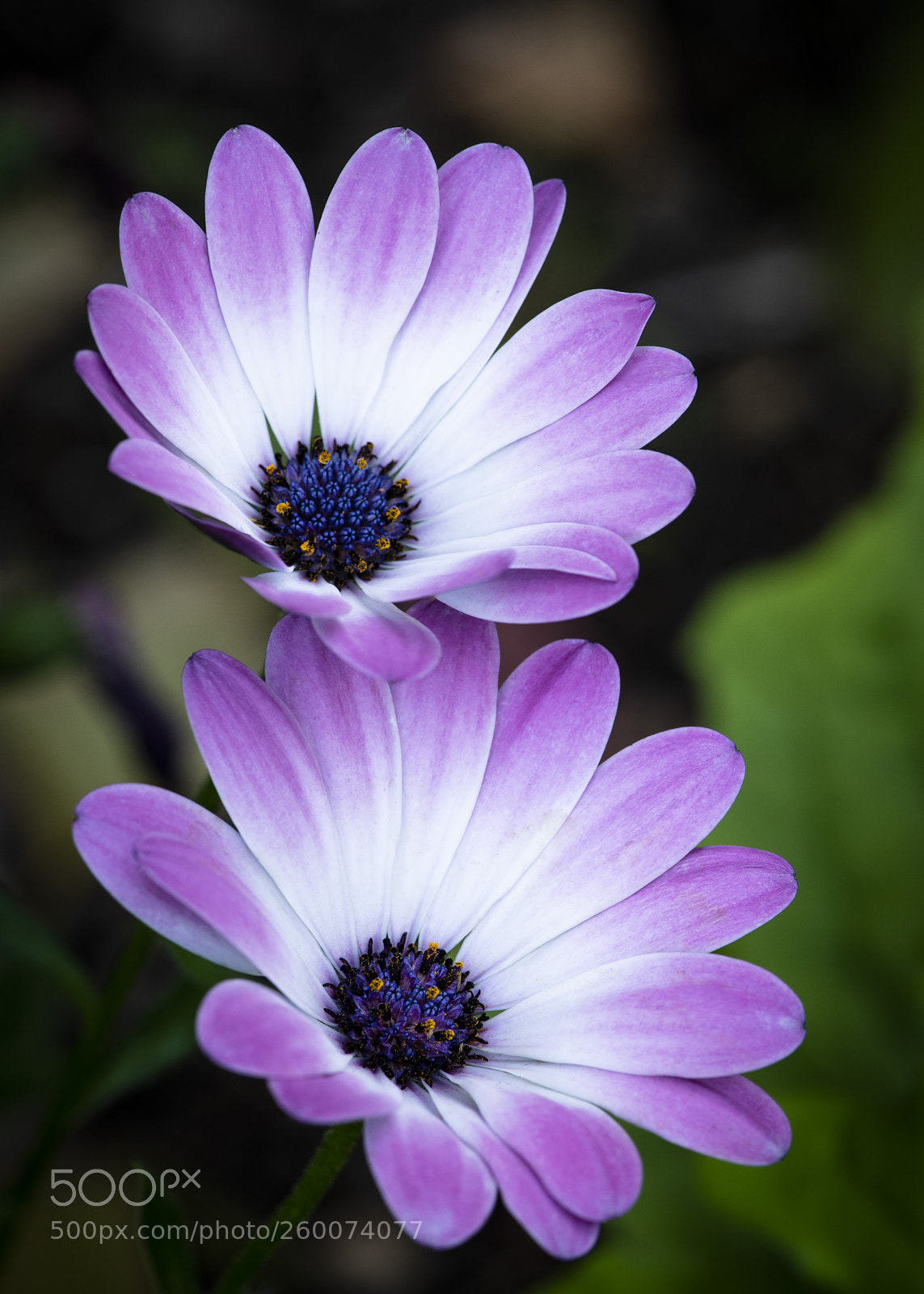 Nikon D850 sample photo. 241.jpg photography