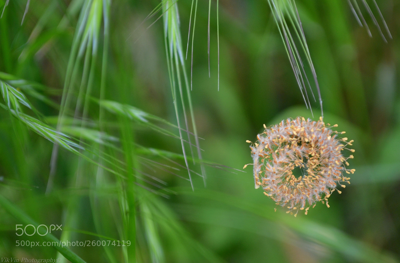 Nikon D3100 sample photo. Life circle photography
