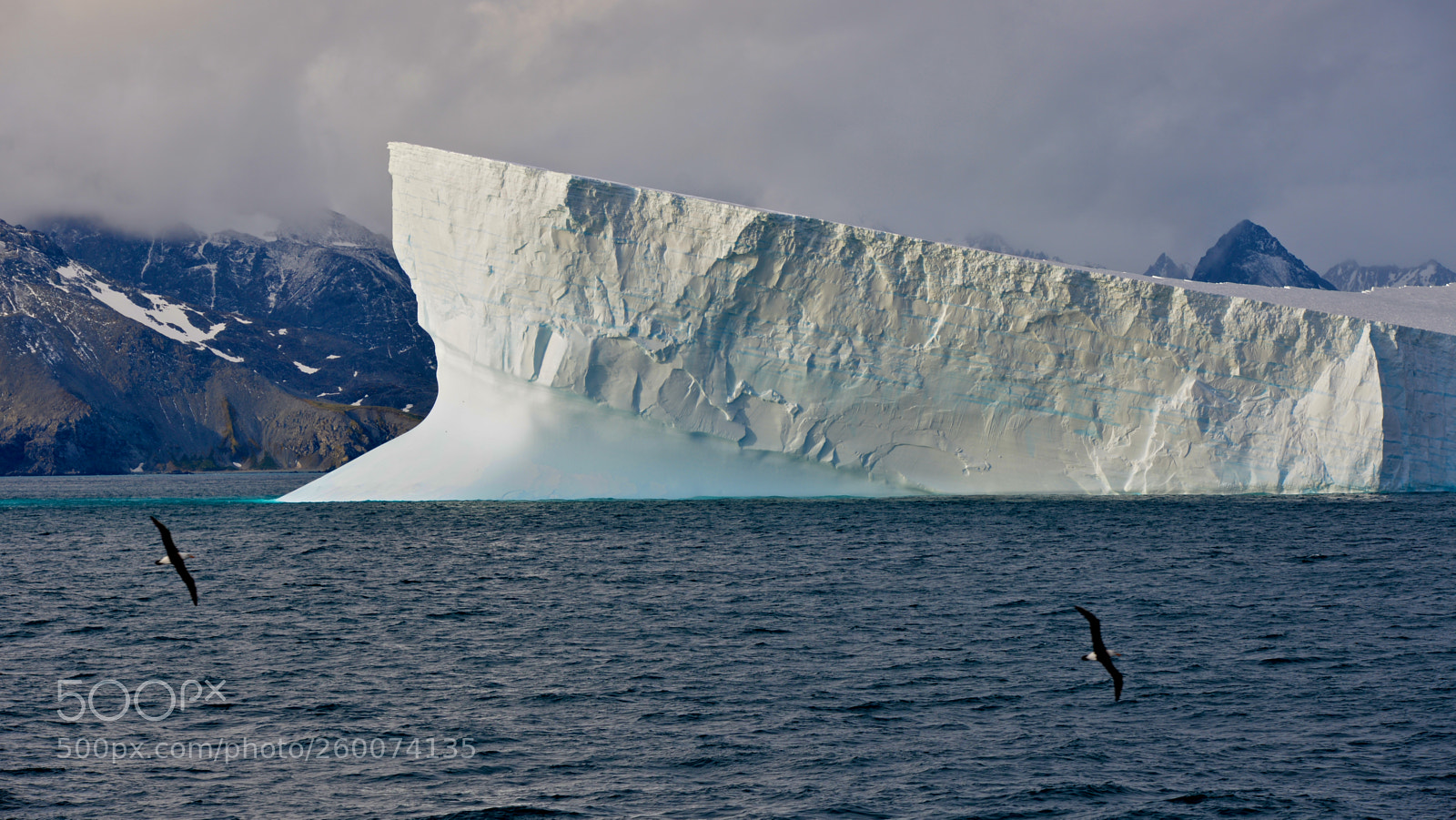 Nikon D610 sample photo. Banking albatross across the photography