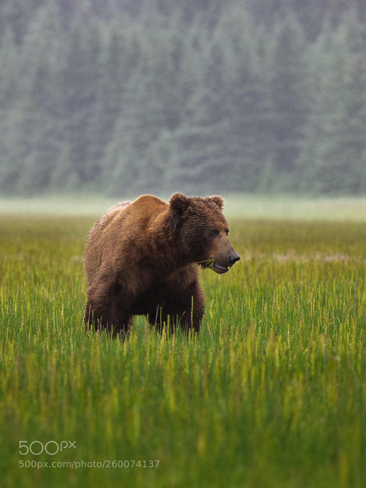 Nikon D610 sample photo. Grizzly chewing grass photography