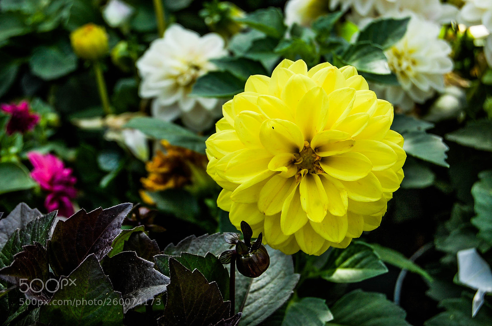Nikon D40 sample photo. Yellow flower photography