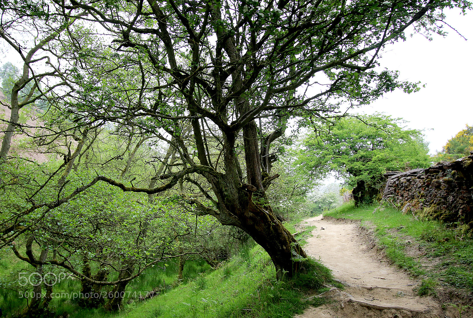 Canon EOS 7D Mark II sample photo. Tree in the north photography