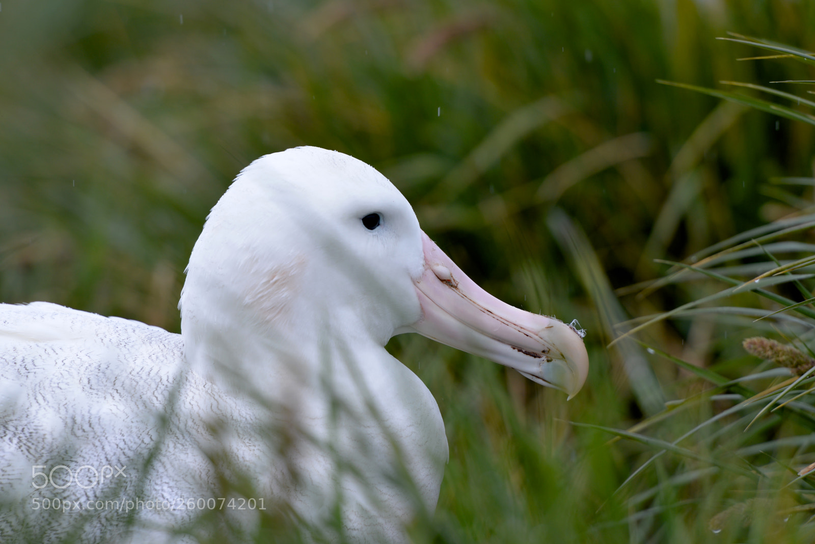 Nikon D610 sample photo. Nesting wandering albatross photography