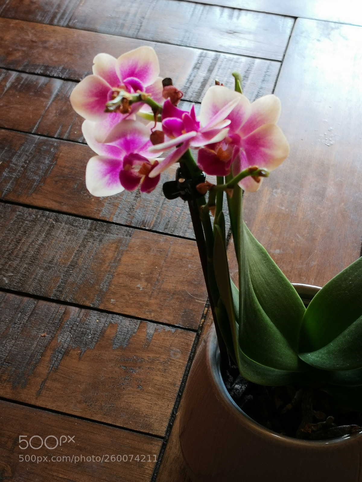 HUAWEI Mate 10 Pro sample photo. Untitled photography