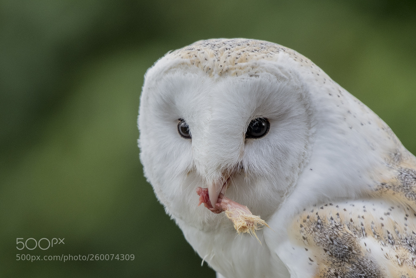 Nikon D500 sample photo. Barn owl feeding photography