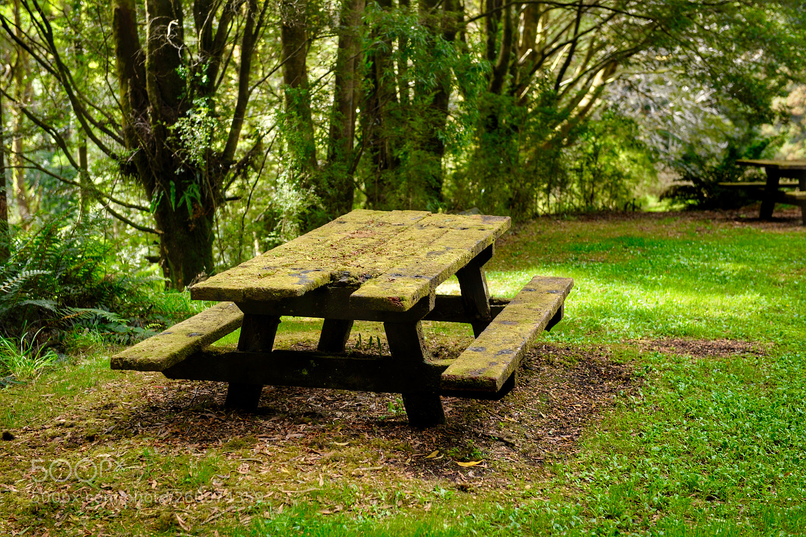 Nikon D700 sample photo. Who is going to photography
