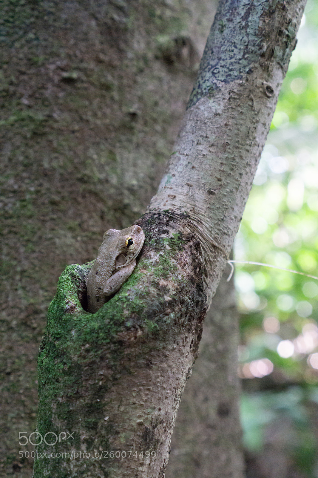 Sony a6000 sample photo. Hideaway photography