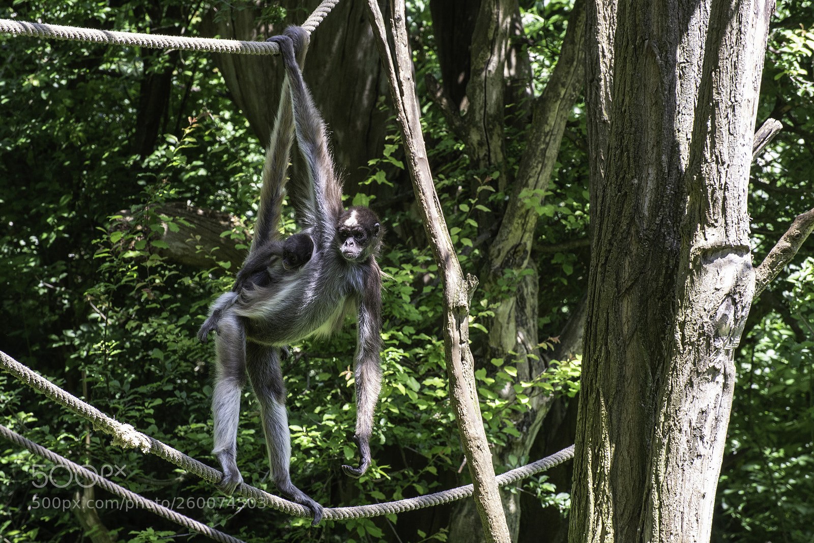 Nikon D750 sample photo. Atèle marimonda photography