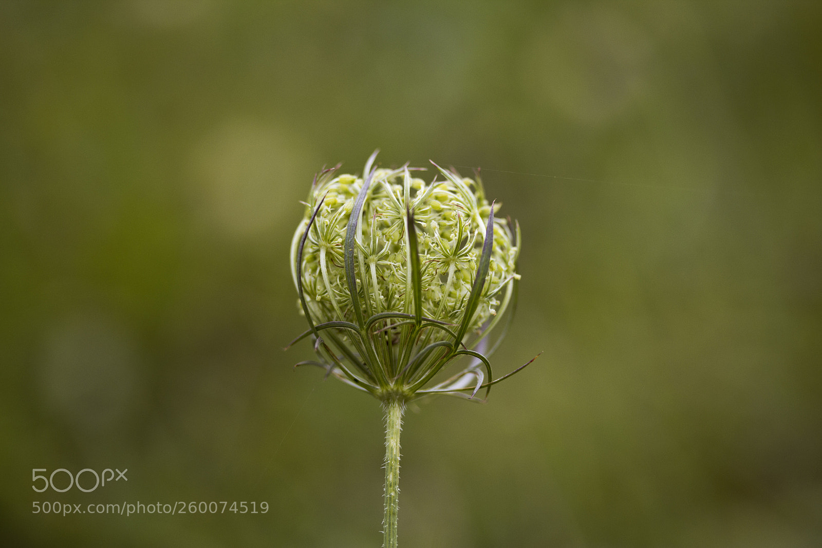 Canon EOS 60D sample photo. Wilde m hre daucus photography