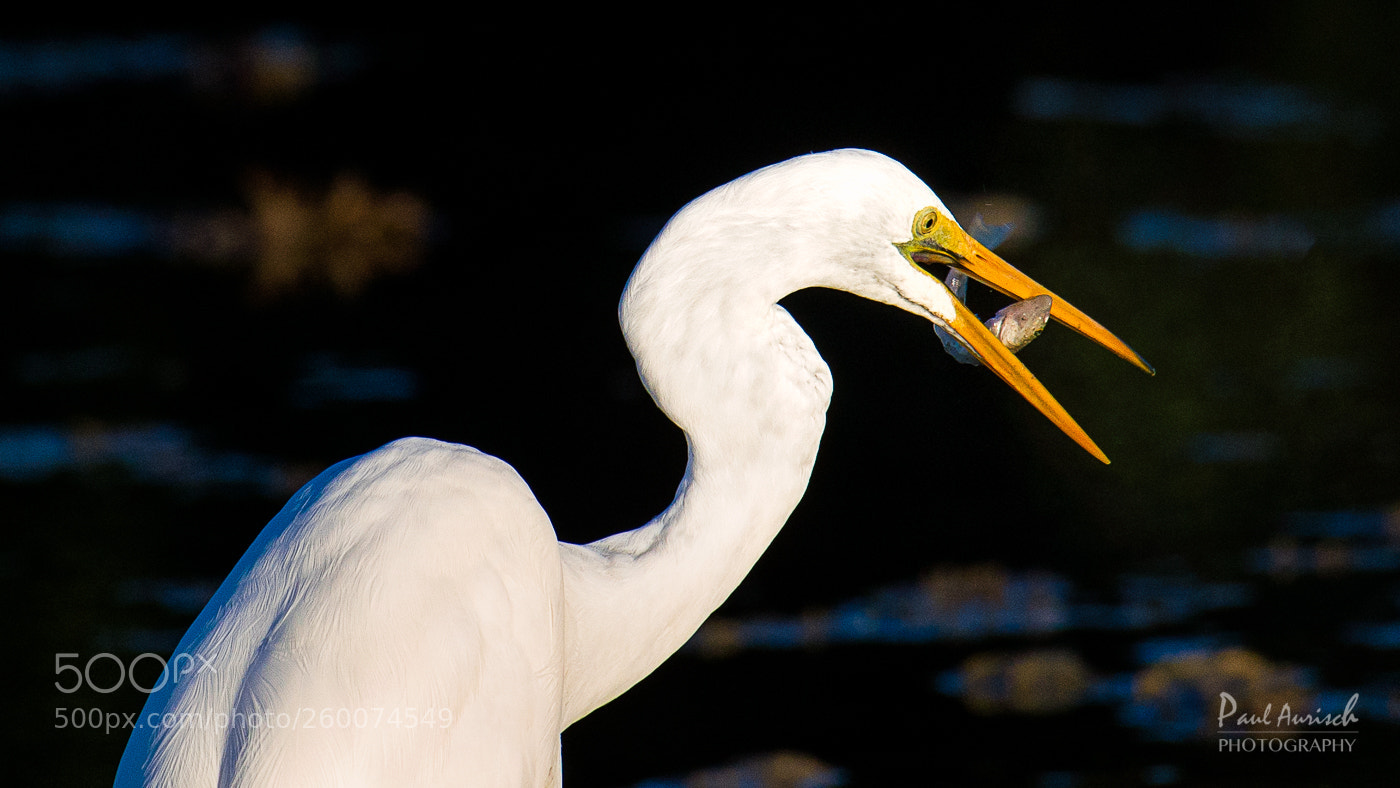 Nikon D500 sample photo. Great egret photography