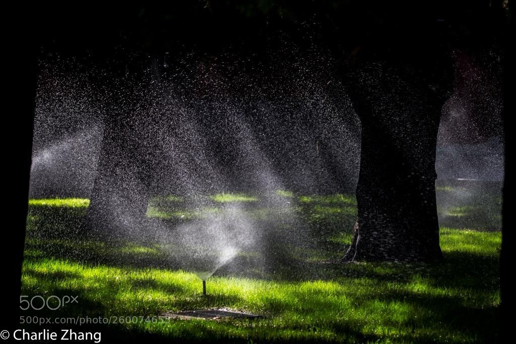 Canon EOS-1D X sample photo. Untitled photography