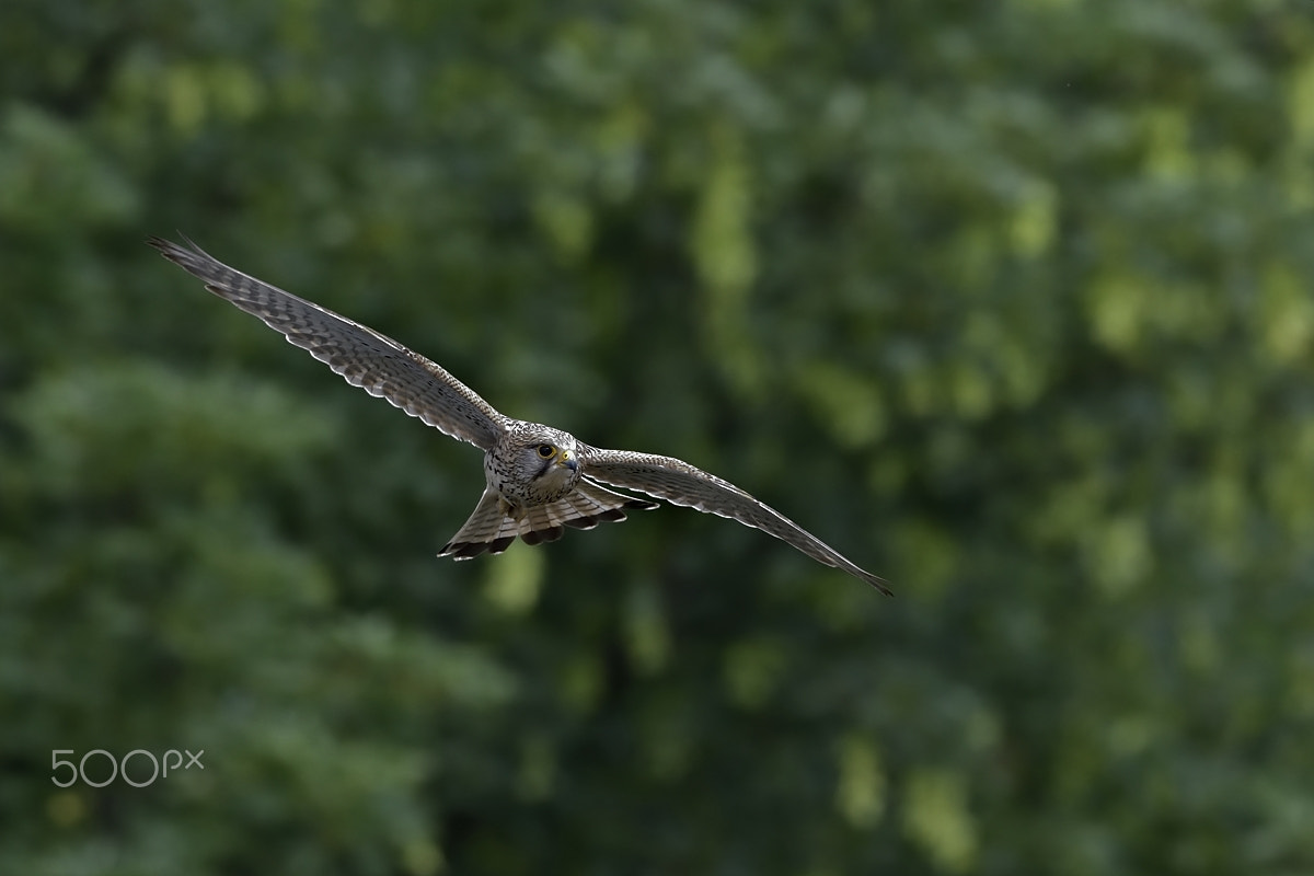 Nikon D500 + Nikon AF-S Nikkor 200-500mm F5.6E ED VR sample photo. Falcon photography