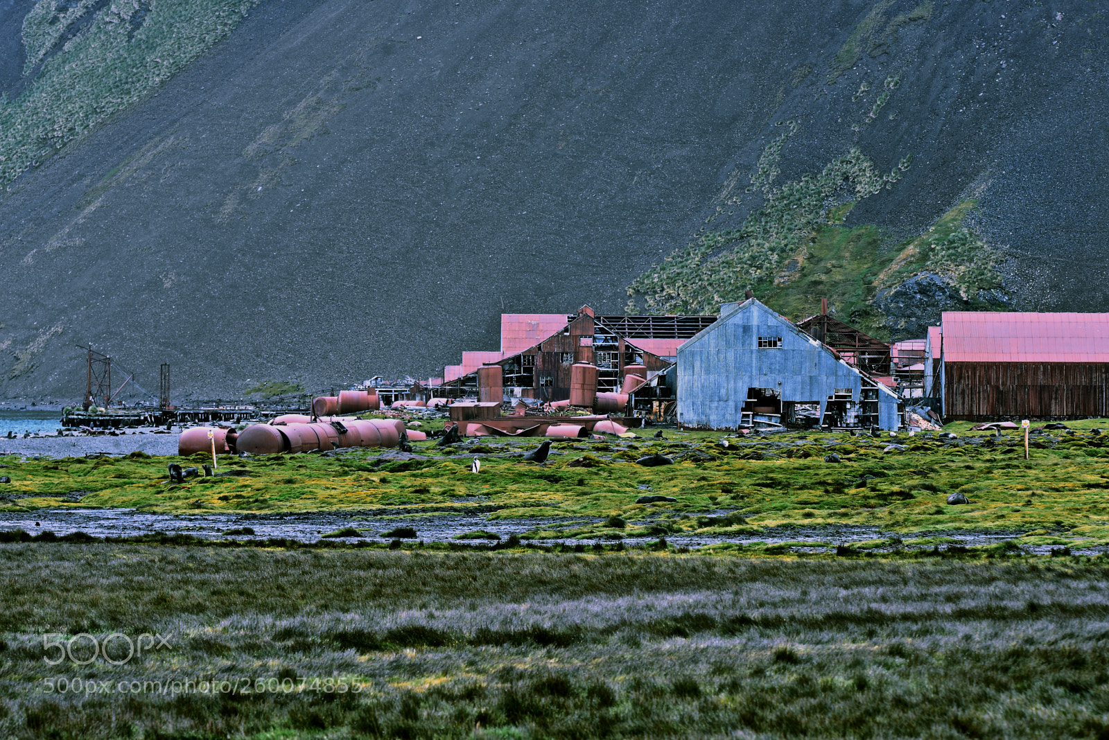 Nikon D610 sample photo. Stromness whaling station photography
