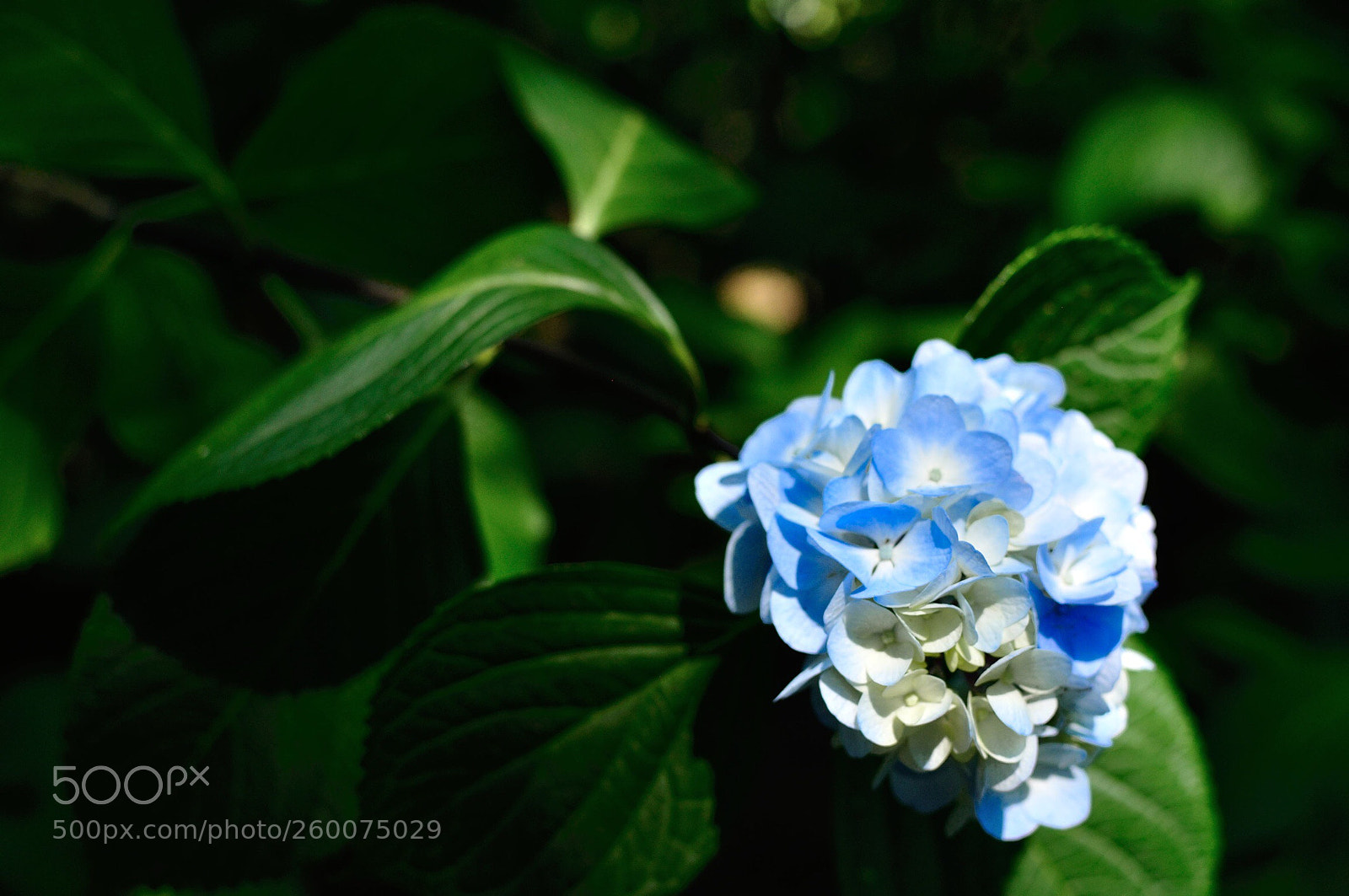 Nikon D90 sample photo. Coming of rainy season... photography
