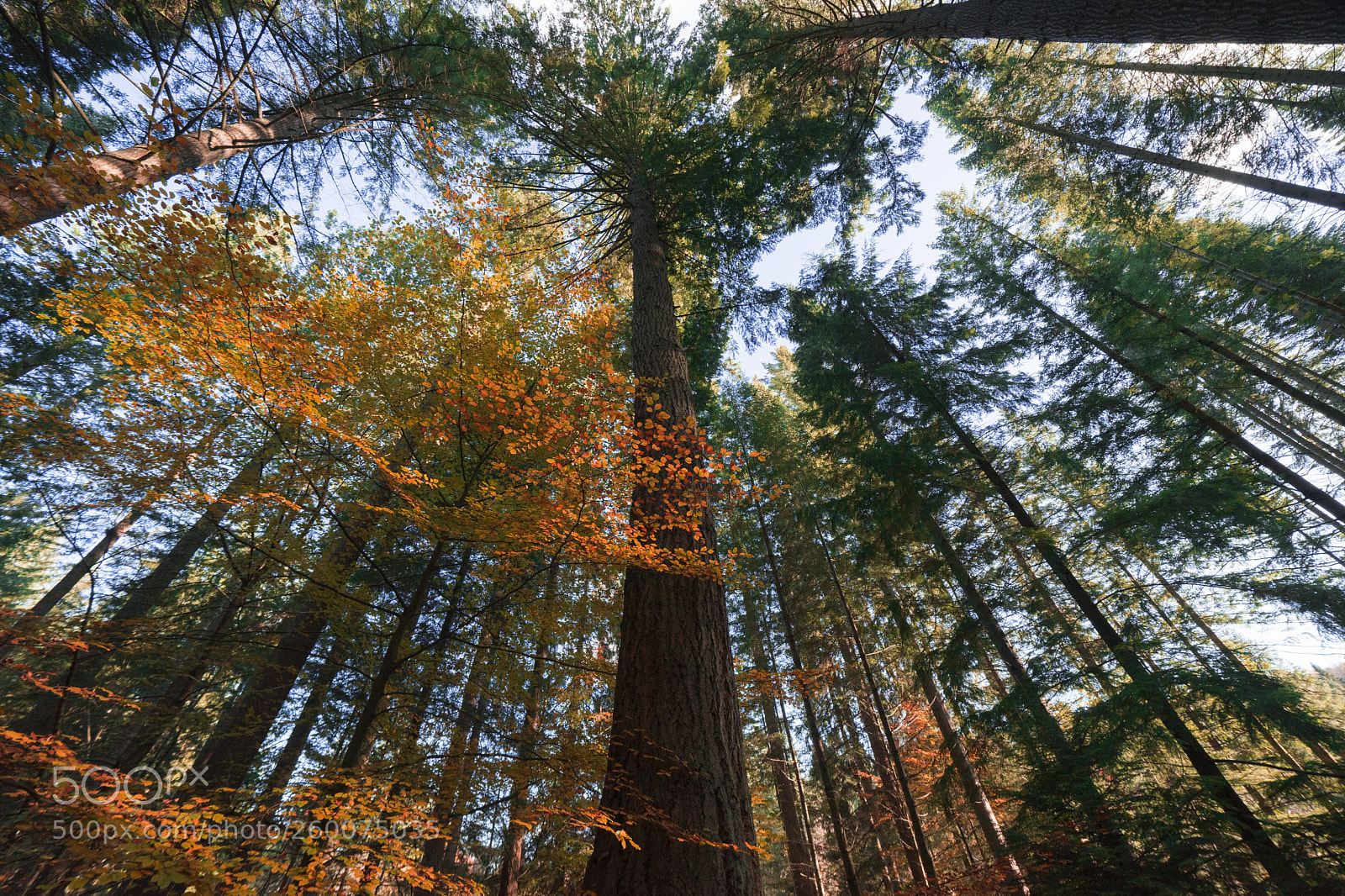 Sony a7 II sample photo. The hermitage, perth, scotland photography