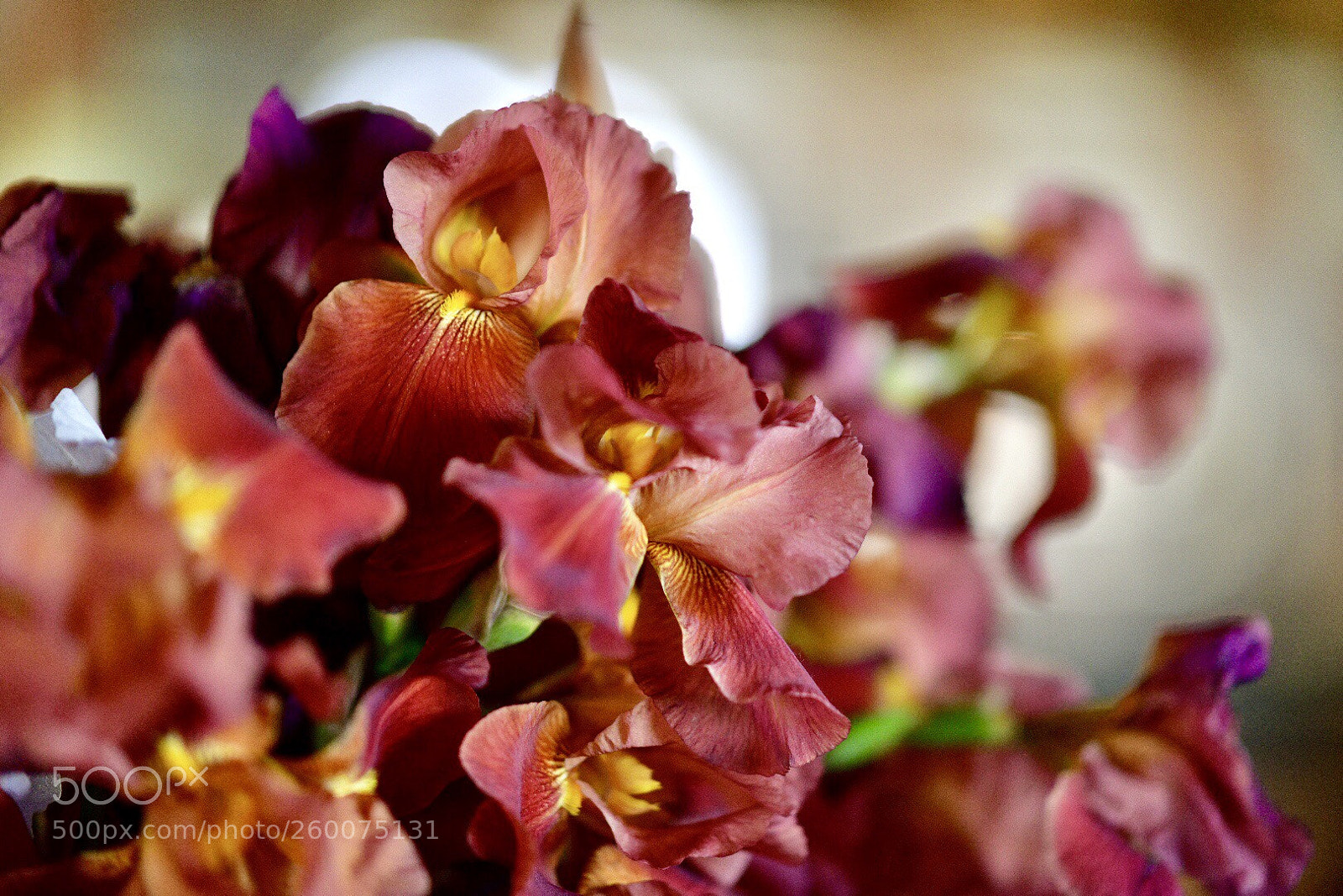 Nikon D850 sample photo. Flowers. photography