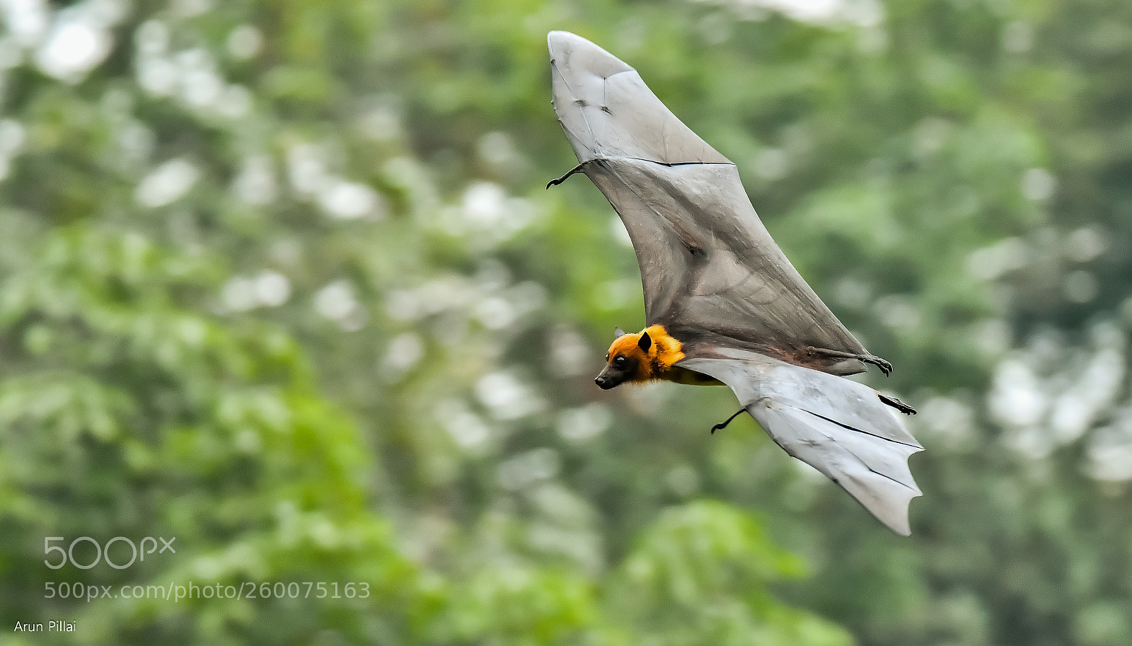 Nikon D500 sample photo. Flying fox photography