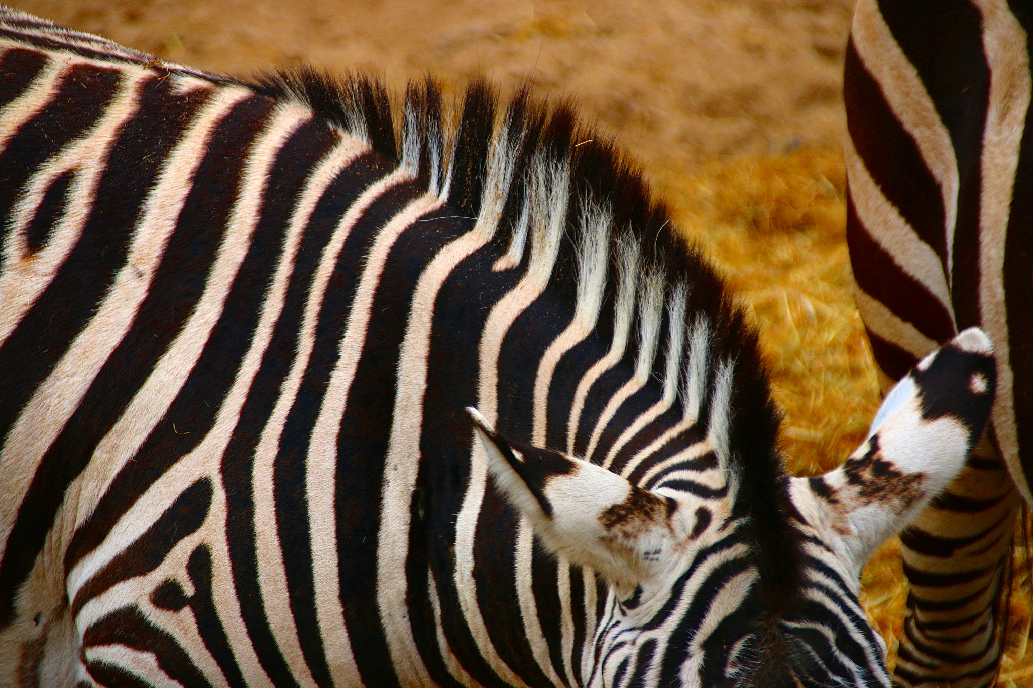 Canon EF 75-300mm F4.0-5.6 IS USM sample photo. Pairi daiza photography